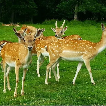 Sielanka - Dom Na Mazurach Cierzpiety