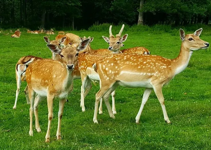 Sielanka - Dom Na Mazurach Cierzpiety